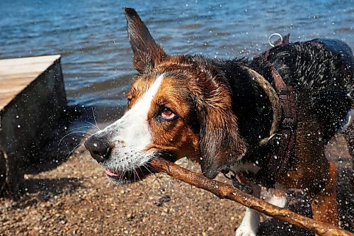 09052024
Willy shakes off water after chasing sticks into Clear Lake thrown by owner Johannes Wingefeld at Riding Mountain National Park on Thursday. Wingefeld and his partner Janine Wingefeld, from Germany, are spending six month&#x2019;s travelling Canada and began their trip five weeks ago in Halifax.
(Tim Smith/The Brandon Sun)