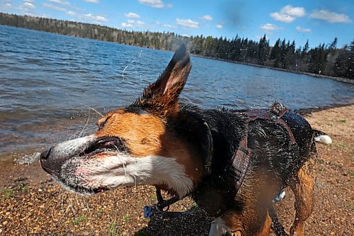 09052024
Willy shakes off water after chasing sticks into Clear Lake thrown by owner Johannes Wingefeld at Riding Mountain National Park on Thursday. Wingefeld and his partner Janine Wingefeld, from Germany, are spending six month&#x2019;s travelling Canada and began their trip five weeks ago in Halifax.
(Tim Smith/The Brandon Sun)