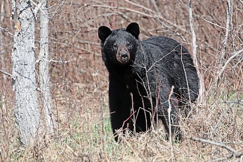 09052024
A black bear forages for food along Highway 10 in Riding Mountain National Park on Thursday. (Tim Smith/The Brandon Sun)