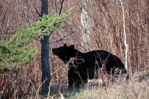 09052024
A black bear forages for food along Highway 10 in Riding Mountain National Park on Thursday. (Tim Smith/The Brandon Sun)