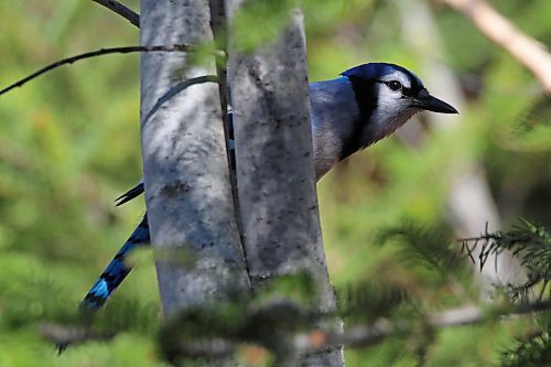 09052024
A blue jay forages in the trees in Wasagaming on as sunny Thursday morning. (Tim Smith/The Brandon Sun)