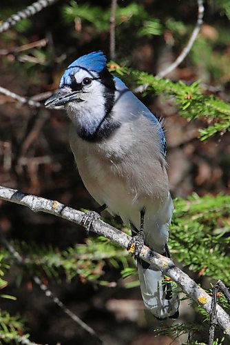 09052024
A blue jay forages in the trees in Wasagaming on as sunny Thursday morning. (Tim Smith/The Brandon Sun)