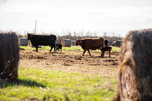 MIKAELA MACKENZIE / FREE PRESS
Calves with their mothers in the calving pasture on Edie Creek Angus ranch near Anola on Wednesday, May 8, 2024.