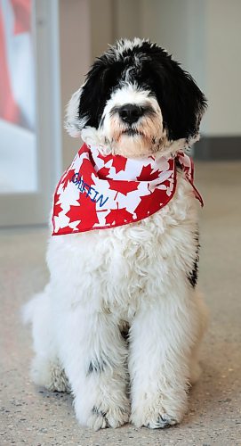 Ruth Bonneville / Free Press

BIZ - Flag Shop

Photo of their store mascot, a 6-month old, Portuguese Water Dog named Griffin,  sporting a Canada Flag bandana. 

Samantha and her husband Mathew Hobson,  alongside her parents Guy &amp; Magda Gauthier. 

Story: The Flag Shop, is holding a grand-re-opening event on Sat May 11 at its new location on south Osborne. The store opened on Pembina Hwy in 1996 as  a family-run venture: 

There are various pics filed for the new store including: exterior shot (Mathew putting out benches), shots of the various merchandise - country flags, group photo, store mascot - 6-month old Griffin sporting a Canada Flag bandana and Magda (mom) hard @ work - she's the entire sewing department.

Dave Sanderson 

May 10th, 2024

