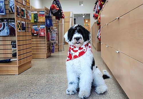 Ruth Bonneville / Free Press

BIZ - Flag Shop

Photo of their store mascot, a 6-month old, Portuguese Water Dog named Griffin,  sporting a Canada Flag bandana. 

Samantha and her husband Mathew Hobson,  alongside her parents Guy &amp; Magda Gauthier. 

Story: The Flag Shop, is holding a grand-re-opening event on Sat May 11 at its new location on south Osborne. The store opened on Pembina Hwy in 1996 as  a family-run venture: 

There are various pics filed for the new store including: exterior shot (Mathew putting out benches), shots of the various merchandise - country flags, group photo, store mascot - 6-month old Griffin sporting a Canada Flag bandana and Magda (mom) hard @ work - she's the entire sewing department.

Dave Sanderson 

May 10th, 2024
