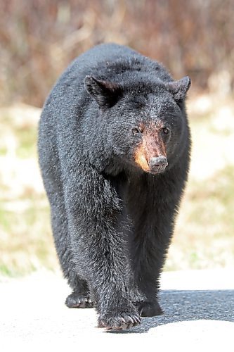 09052024
A black bear relaxes crosses Highway 10 in Riding Mountain National Park on a sunny Friday afternoon. (Tim Smith/The Brandon Sun)