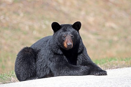 09052024
A black bear relaxes along Highway 10 in Riding Mountain National Park on a sunny Friday afternoon. (Tim Smith/The Brandon Sun)