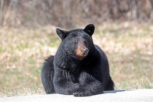 09052024
A black bear relaxes along Highway 10 in Riding Mountain National Park on a sunny Friday afternoon. (Tim Smith/The Brandon Sun)