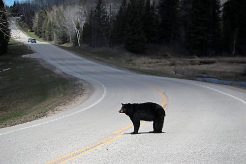 09052024
A black bear relaxes crosses Highway 10 in Riding Mountain National Park on a sunny Friday afternoon. (Tim Smith/The Brandon Sun)