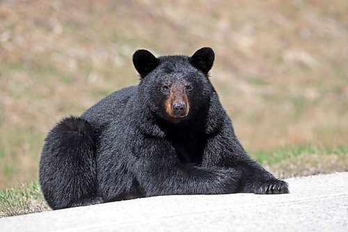 09052024
A black bear relaxes along Highway 10 in Riding Mountain National Park on a sunny Friday afternoon. (Tim Smith/The Brandon Sun)