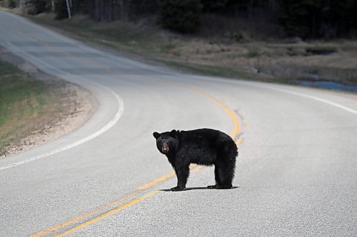 09052024
A black bear relaxes crosses Highway 10 in Riding Mountain National Park on a sunny Friday afternoon. (Tim Smith/The Brandon Sun)