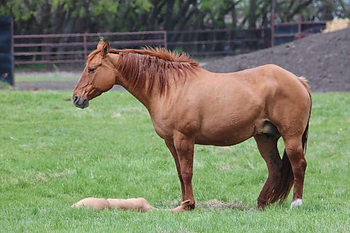 A young foal lies in the grass for a nap while a mare stands guard in a pasture south of Brandon on Monday afternoon. (Matt Goerzen/The Brandon Sun)