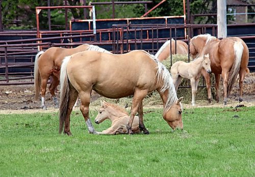 A mare watches over her newborn foal on a cool Monday afternoon south of Brandon. (Matt Goerzen/The Brandon Sun)