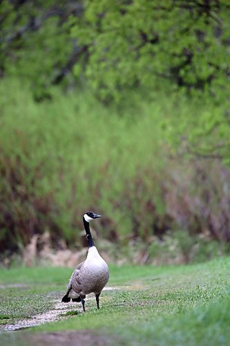 A nesting Canada goose blocks a trail around a marsh at the Riverbank Discovery Centre on Tuesday afternoon. (Matt Goerzen/The Brandon Sun)