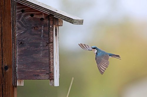 A tree swallow wings its way to a nesting box along a pathway at the Riverbank Discovery Centre on a rainy and cool Tuesday afternoon. (Matt Goerzen/The Brandon Sun)