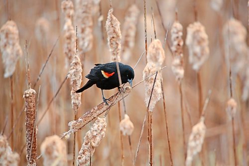 A red-winged blackbird balances on a cattail in a marsh at the Riverbank Discovery Centre on a rainy Tuesday afternoon. (Matt Goerzen/The Brandon Sun)