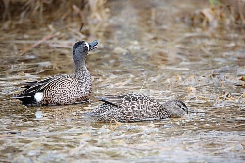 A pair of blue-winged teals float on watery marsh land along a trail at the Riverbank Discovery Centre on Thursday afternoon. (Matt Goerzen/The Brandon Sun)