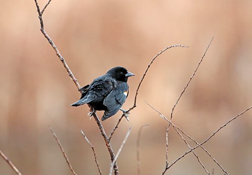 A red-winged blackbird balances on a twig in a marsh at the Riverbank Discovery Centre on a rainy Tuesday afternoon. (Matt Goerzen/The Brandon Sun)