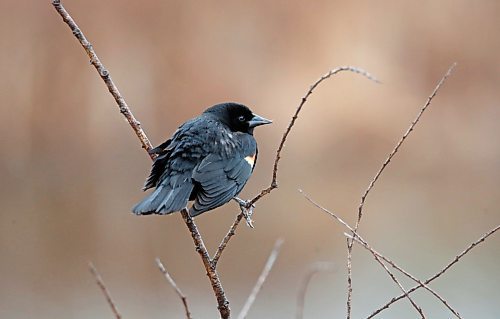 A red-winged blackbird balances on a twig in a marsh at the Riverbank Discovery Centre on a rainy Tuesday afternoon. (Matt Goerzen/The Brandon Sun)