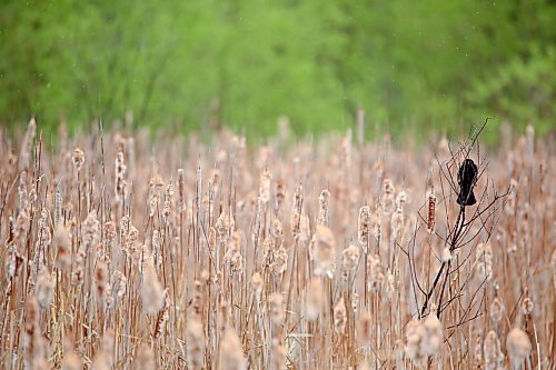 A red-winged blackbird sits in a marsh among the cattails at the Riverbank Discovery Centre on a rainy Tuesday afternoon. (Matt Goerzen/The Brandon Sun)