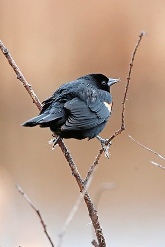 A red-winged blackbird balances on a twig in a marsh at the Riverbank Discovery Centre on a rainy Tuesday afternoon. (Matt Goerzen/The Brandon Sun)