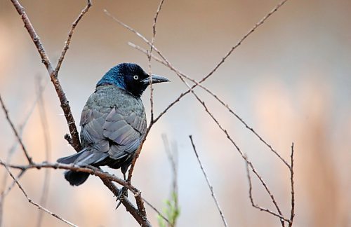 A common grackle rests on a branch overlooking a marsh at the Riverbank Discovery Centre on Tuesday afternoon. (Matt Goerzen/The Brandon Sun)