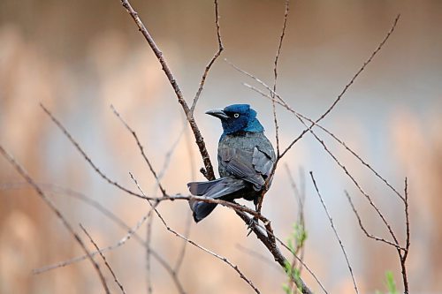 A common grackle rests on a branch overlooking a marsh at the Riverbank Discovery Centre on Tuesday afternoon. (Matt Goerzen/The Brandon Sun)