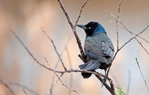 A common grackle rests on a branch overlooking a marsh at the Riverbank Discovery Centre on Tuesday afternoon. (Matt Goerzen/The Brandon Sun)