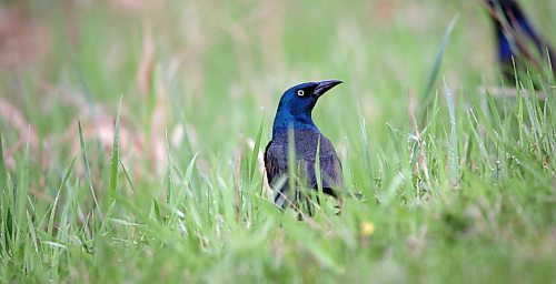 A common grackle looks for insects in the grass at the Riverbank Discovery Centre on a rainy Tuesday afternoon. (Matt Goerzen/The Brandon Sun)