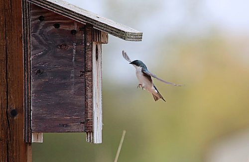 A tree swallow wings its way to a nesting box along a pathway at the Riverbank Discovery Centre on a rainy and cool Tuesday afternoon. (Matt Goerzen/The Brandon Sun)