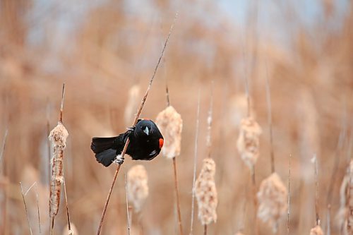 A red-winged blackbird hangs to a twig in a marsh at the Riverbank Discovery Centre on a rainy Tuesday afternoon. (Matt Goerzen/The Brandon Sun)