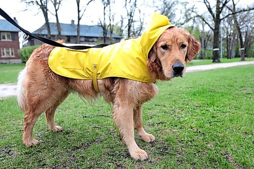 Ruth Bonneville / Free Press

Weather Standup - dog raincoat

A five-year-old, friendly golden retriever named Linus, wears a raincoat while walking with his dog walker, Cheryl McLean, on their daily walk in the drizzle along Wellington Crescent Tuesday. 

The owners of Linus purchased the raincoat for dogs off Amazon and also done Linus with rain pants and other outdoor attire depending on the weather.  

May 14th, 2024
