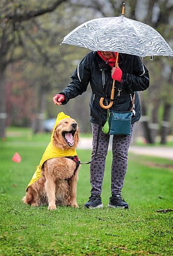 Ruth Bonneville / Free Press
Weather Standup - dog raincoat
A five-year-old, friendly golden retriever named Linus, has his raincoat adjusted by his dog walker, Cheryl McLean, while on their daily walk in the drizzle along Wellington Crescent Tuesday.
The owners of Linus purchased the raincoat for dogs off Amazon and also done Linus with rain pants and other outdoor attire depending on the weather.
Linus pauses to have a big yawn as he patiently allows his walker to adjust his raincoat hood during their walk.
May 14th, 2024