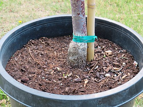 Colleen Zacharias / Free Press
Shopping for a tree? First, pull the soil away from the trunk and look for the root flare.
