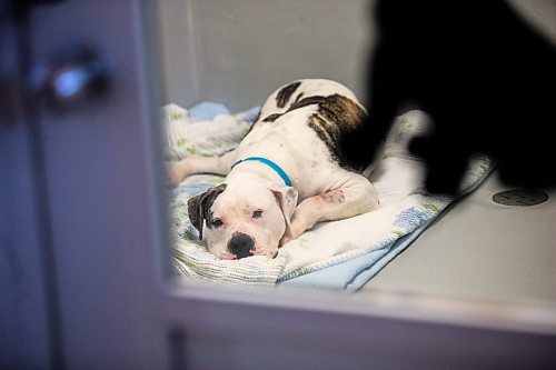 MIKAELA MACKENZIE / FREE PRESS

Dogs at the Winnipeg Humane Society in Winnipeg on Wednesday, May 15, 2024. 

For Nicole story.

