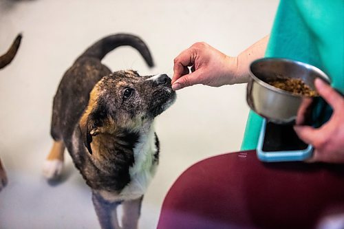 MIKAELA MACKENZIE / FREE PRESS

A puppy is fed by a volunteer at the Winnipeg Humane Society in Winnipeg on Wednesday, May 15, 2024. 

For Nicole story.

