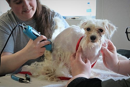 NICOLE BUFFIE / FREE PRESS 68 dogs received a well-needed groom at the Winnipeg Humane Society Thursday after being rescued from a feces and urine-laden home in Fort Richmond late Tuesday night, marking the largest seizure of dogs in the city's history.