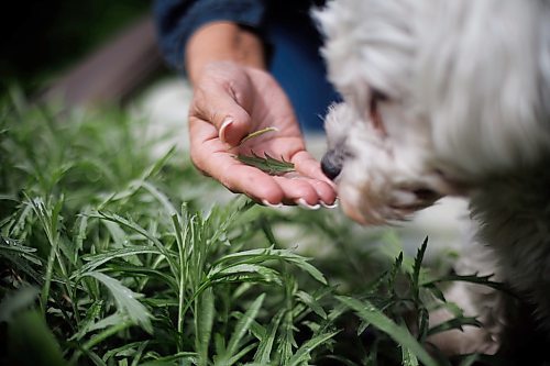 MIKE DEAL / FREE PRESS
Coleen Rajotte gets one of her dogs, Maggie-Mae, a 5-year-old Schichon, to sniff at some fresh sage.
Coleen Rajotte, a former CBC-TV journalist of Cree/M&#xe9;tis heritage, shares knowledge of growing traditional foods, gathering plant medicines and cooking garden fresh recipes as host on Vitality Gardening a show on APTN. In both the front and back yard of her home in Wolseley, Rajotte plants everything from fresh herbs to tomatoes to the four sacred medicines and more. 
Season 3 of Vitality Gardening will be airing in June.
See Janine LeGal story
240516 - Thursday, May 16, 2024.