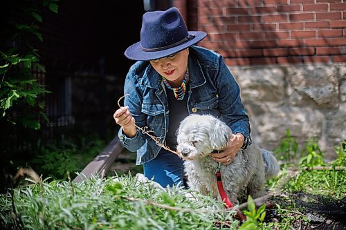 MIKE DEAL / FREE PRESS
Coleen Rajotte gets one of her dogs, Maggie-Mae, a 5-year-old Schichon, to sniff at some fresh sage.
Coleen Rajotte, a former CBC-TV journalist of Cree/M&#xe9;tis heritage, shares knowledge of growing traditional foods, gathering plant medicines and cooking garden fresh recipes as host on Vitality Gardening a show on APTN. In both the front and back yard of her home in Wolseley, Rajotte plants everything from fresh herbs to tomatoes to the four sacred medicines and more. 
Season 3 of Vitality Gardening will be airing in June.
See Janine LeGal story
240516 - Thursday, May 16, 2024.