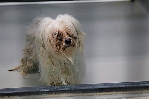 NICOLE BUFFIE / FREE PRESS 68 dogs received a well-needed groom at the Winnipeg Humane Society Thursday after being rescued from a feces and urine-laden home in Fort Richmond late Tuesday night, marking the largest seizure of dogs in the city's history.