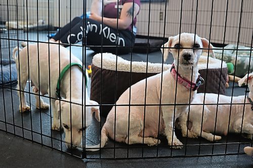 NICOLE BUFFIE / FREE PRESS 68 dogs received a well-needed groom at the Winnipeg Humane Society Thursday after being rescued from a feces and urine-laden home in Fort Richmond late Tuesday night, marking the largest seizure of dogs in the city's history.