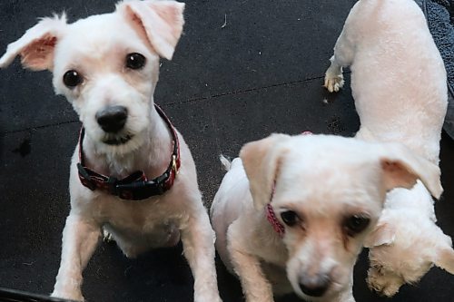 NICOLE BUFFIE / FREE PRESS 68 dogs received a well-needed groom at the Winnipeg Humane Society Thursday after being rescued from a feces and urine-laden home in Fort Richmond late Tuesday night, marking the largest seizure of dogs in the city's history.