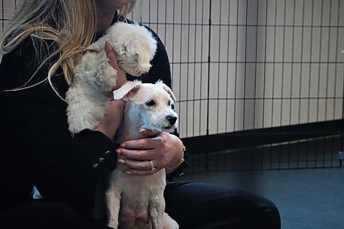 NICOLE BUFFIE / FREE PRESS 68 dogs received a well-needed groom at the Winnipeg Humane Society Thursday after being rescued from a feces and urine-laden home in Fort Richmond late Tuesday night, marking the largest seizure of dogs in the city's history.