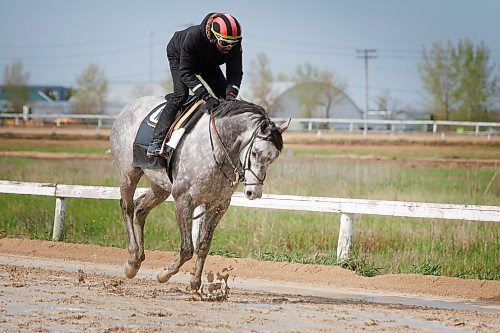 MIKE DEAL / FREE PRESS
Three-time leading jockey, Antonio Whitehall, working Exchequer on the muddy training track Friday morning at Assiniboia Downs.
See George Williams story
240517 - Friday, May 17, 2024.