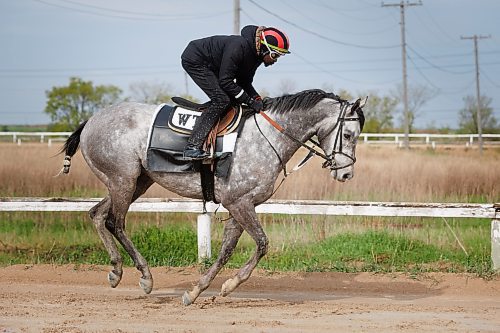 MIKE DEAL / FREE PRESS
Three-time leading jockey, Antonio Whitehall, working Exchequer on the muddy training track Friday morning at Assiniboia Downs.
See George Williams story
240517 - Friday, May 17, 2024.