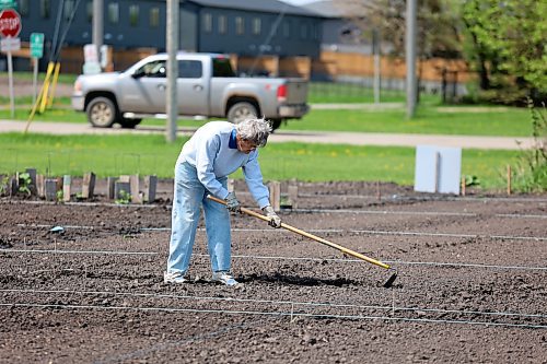 Jeanne Armstrong works in her plot in the Hummingbird Community Gardens on a nice Sunday afternoon. (Colin Slark/The Brandon Sun)