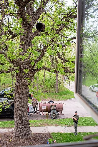 BROOK JONES / FREE PRESS
A black bear that is approximately two-years-old is pictured hanging out in an oak tree at the corner of Manchester Boulevard South and Wildwood Street in Winnipeg's Wildwood neighourhood in Winnipeg, Man., Tuesday, May 21, 2024. The black bear was photographed from a second-storey window of the house of Jim Wood and his wife Jan Christianson-Wood.