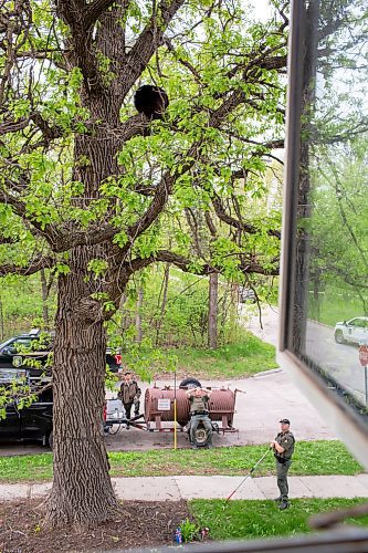 BROOK JONES / FREE PRESS
A black bear that is approximately two-years-old is pictured hanging out in an oak tree at the corner of Manchester Boulevard South and Wildwood Street in Winnipeg's Wildwood neighourhood in Winnipeg, Man., Tuesday, May 21, 2024. The black bear was photographed from a second-storey window of the house of Jim Wood and his wife Jan Christianson-Wood.