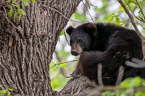 BROOK JONES / FREE PRESS
A black bear that is approximately two-years-old is pictured hanging out in an oak tree at the corner of Manchester Boulevard South and Wildwood Street in Winnipeg's Wildwood neighourhood in Winnipeg, Man., Tuesday, May 21, 2024. The black bear was photographed from a second-storey window of the house of Jim Wood and his wife Jan Christianson-Wood. 