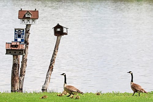 21052024
A pair of geese and their goslings forage for food along the shore of Lake Clementi south of Brandon on a sunny Tuesday morning.
(Tim Smith/The Brandon Sun)